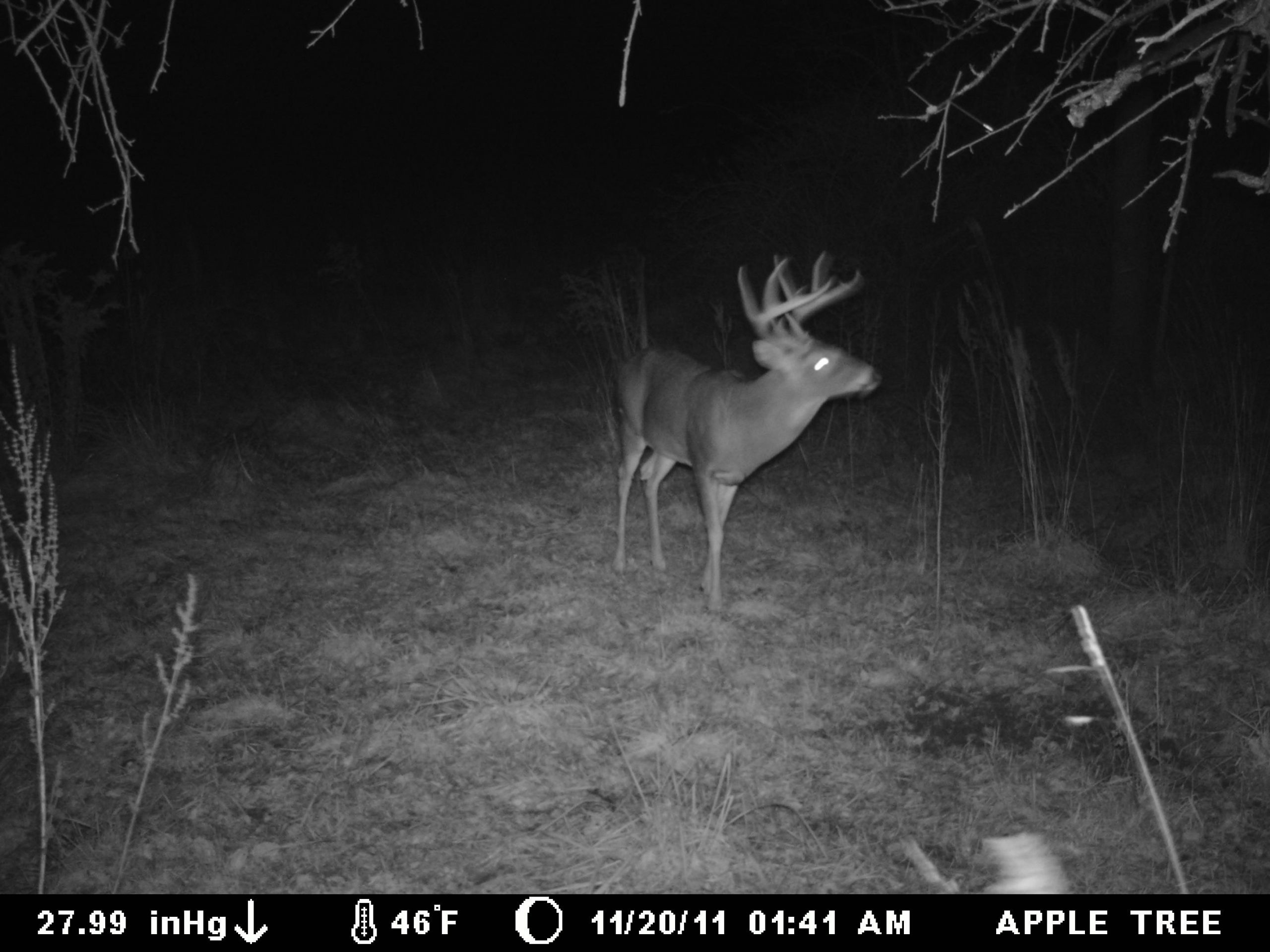 2012 Whitetail Rut To Peak In Early November - News - The Wellsville Daily Reporter - Wellsville, Ny-2021 Nys White Tail Rut