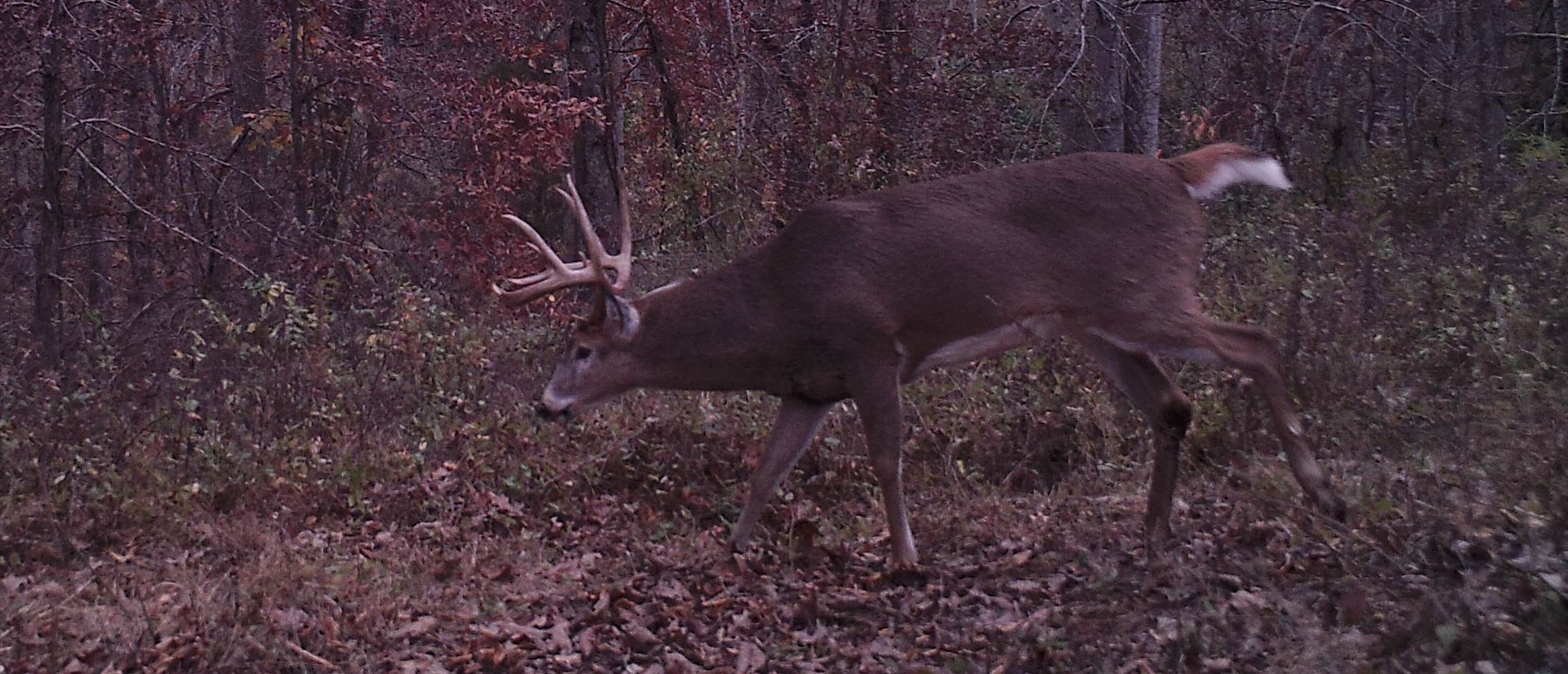 2016 Rut Predictions – Could It Be Another Late Whitetail Deer Rut? | Wired To Hunt-2021 Rut Forecast For Pa