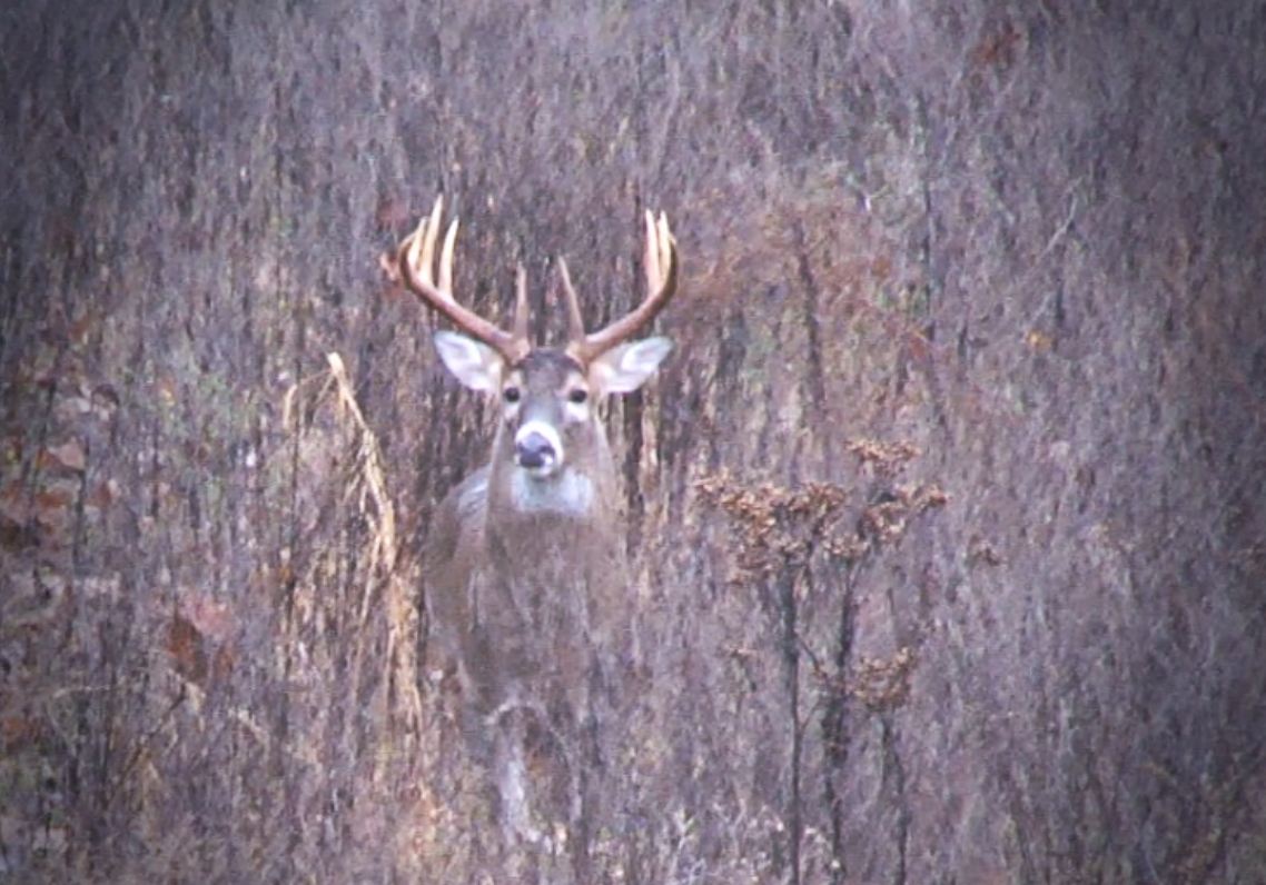 2016 Rut Predictions – Could It Be Another Late Whitetail Deer Rut? | Wired To Hunt-2021 Rut Forecast For Pa