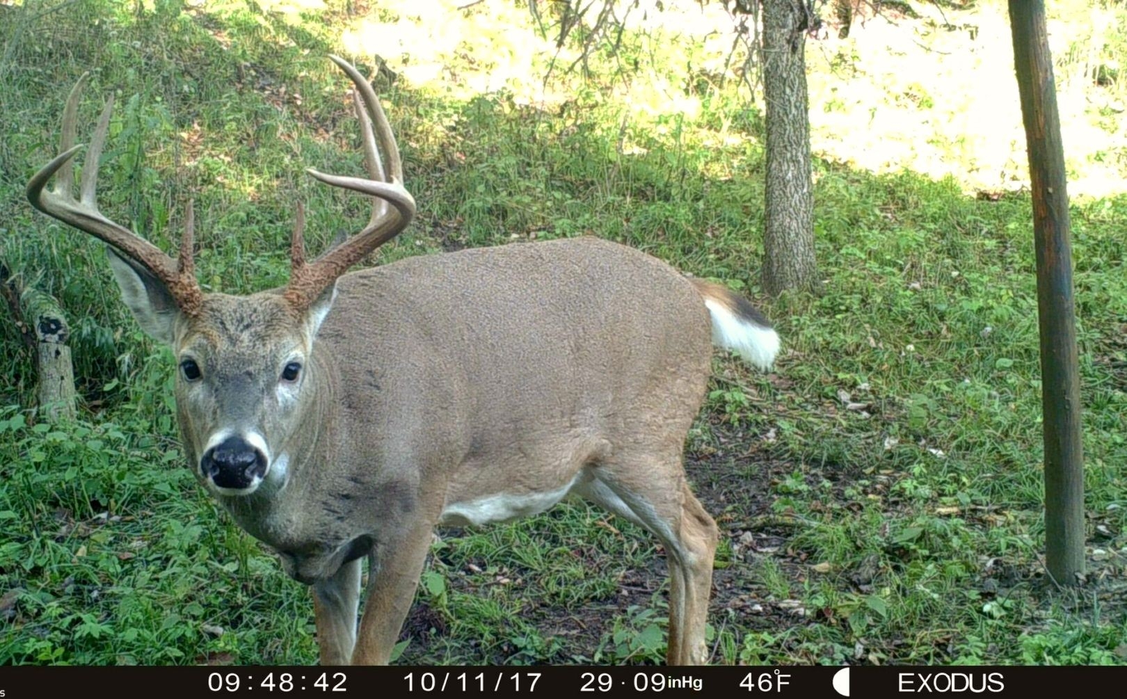 2017 Critical Pre Rut Whitetail Forecast Alert | Whitetail Habitat Solutions-Whitetail Rut Prediction For Mid-West