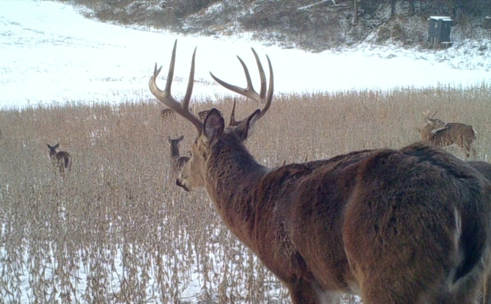 2018 Pre Rut Morning Hunt Alert | Whitetail Habitat Solutions-2021 Whitetail Deer Rut Predictions