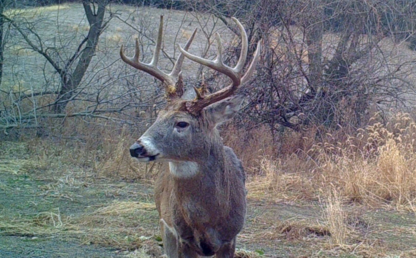 2018 Whitetail Rut Forecast And Hunting Guide | Whitetail Habitat - Deer Rut Map Texas-Whitetail Rut In Texas 2021