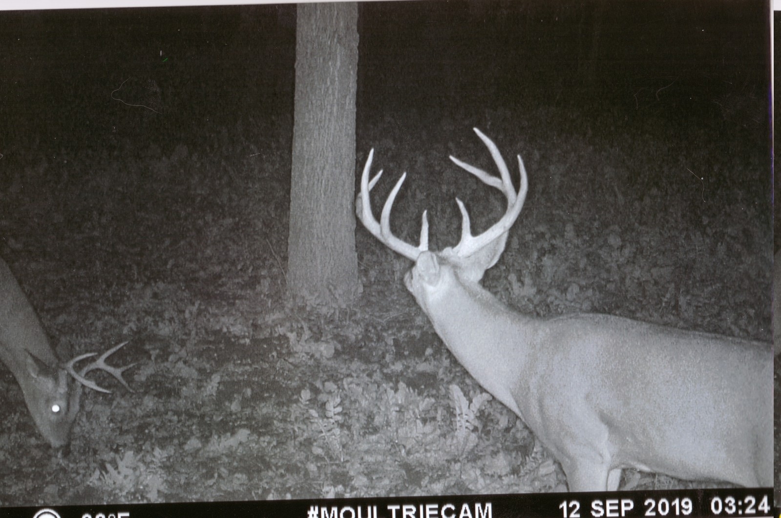 2019-20 Trail Cam Gallery - Northeast Missouri Hunting Company-Dates For Indiana Deer Rut 2021