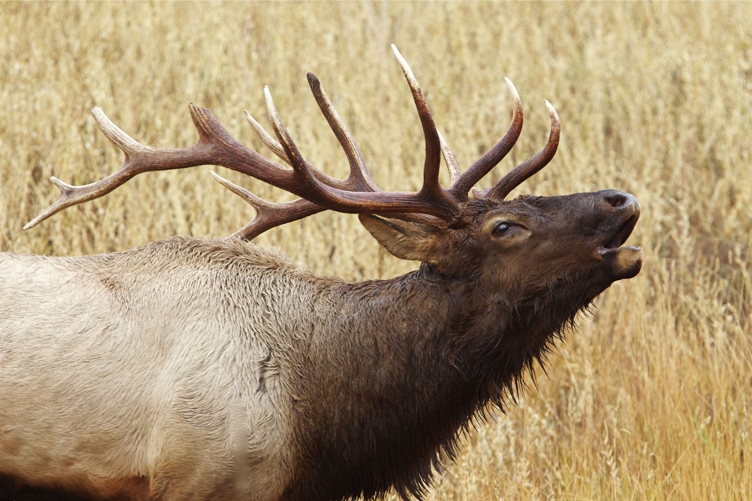 2019 Elk Season Dates | Montana, Idaho, Utah, Colorado Elk Season Dates-Rut Season In Ky