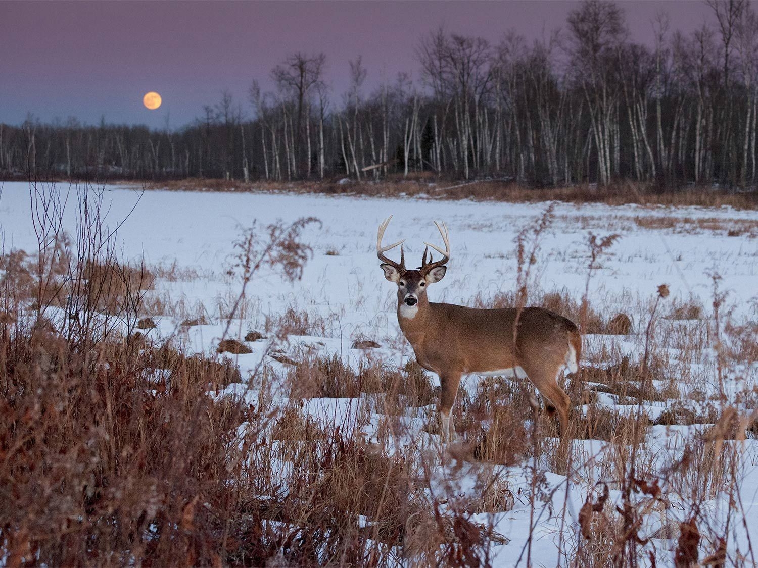 2020 Il Deer Rut | Calendar Template Printable Monthly Yearly-2021 Deer And Deer Hunting Rut Calendar
