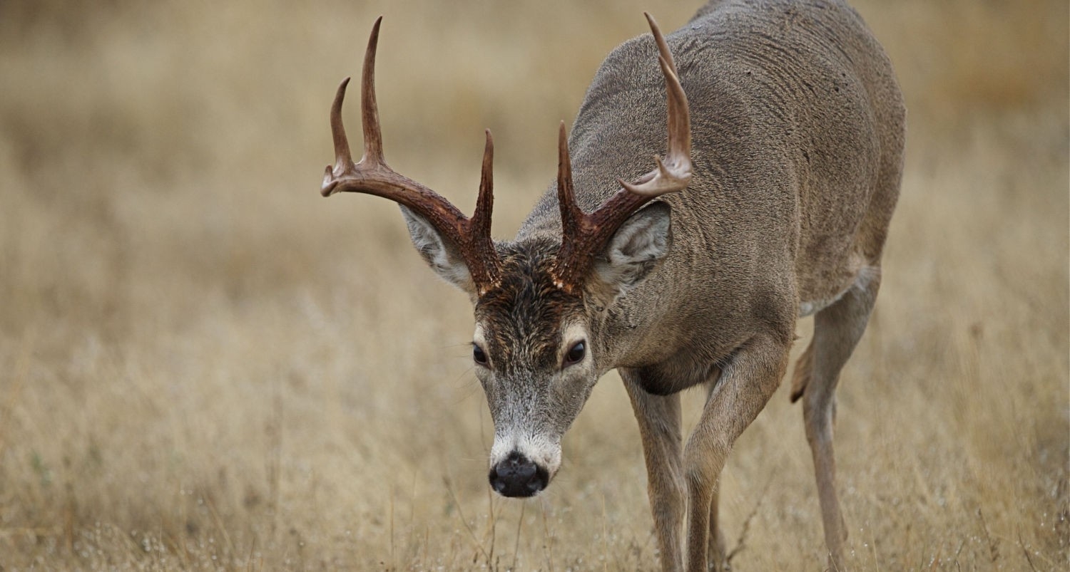 2020 Il Deer Rut Season | Calendar Template Printable Monthly Yearly-Whitetail Rut In Texas 2021