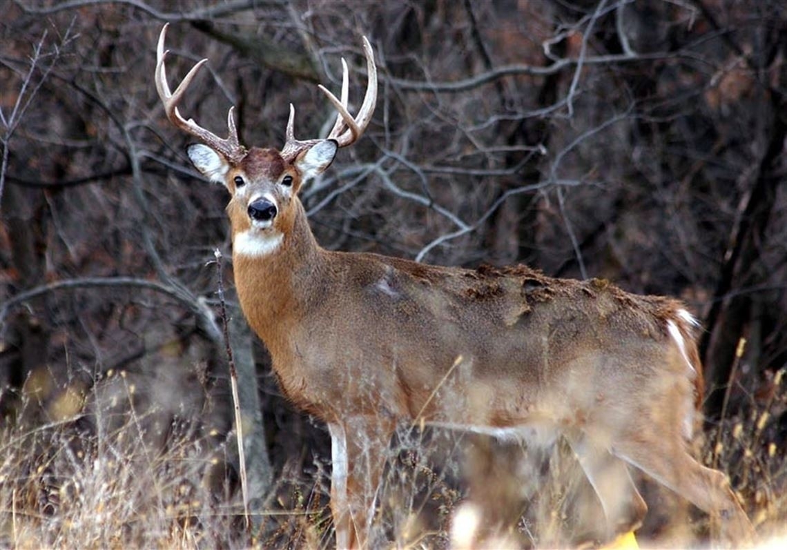 2020 Whitetail Rut Predictions For Pennsylvania – Template Calendar Design-When Is 2021 Whitetail Rut Predicted