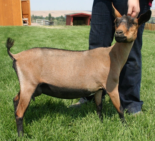 2021 Breeding Schedule - Graniteacres Nigerian Dwarf Goats-Md Deer Rut 2021