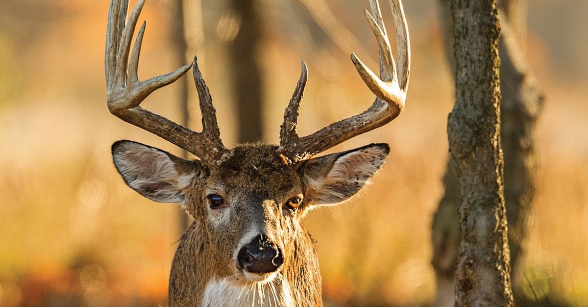 3 Whitetail Rut Hunting Gameplans | Outdoor Life-Huntining The Deer Rut In2021