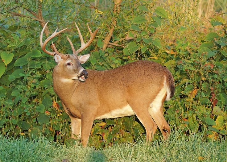 439 Best West Texas Deer Hunting Images On Pinterest | Hunting, Hunting Stuff And Archery Hunting-When Trhe Rut In Wva