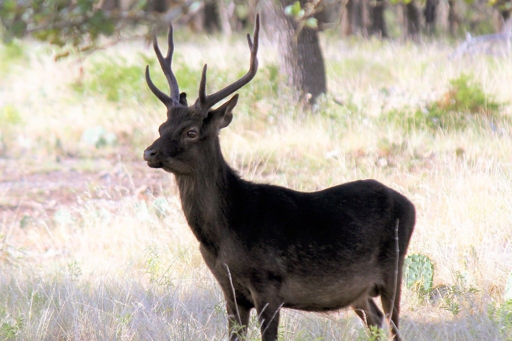 5 Unusual Species To Hunt On Public Land In North America | Gearjunkie-Deer Rut Maryland 2021