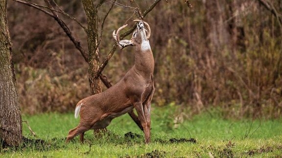 50 Expert Tips For Hunting The Whitetail Rut In 2020 | Hunting, Deer Hunting Tips, Deer Hunting-Huntining The Deer Rut In2021