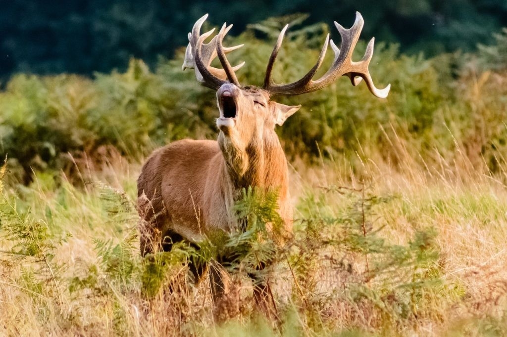6 Reasons To Visit Scotland In Autumn | Gkm | Gkm-Louisiana Deer Rut Times