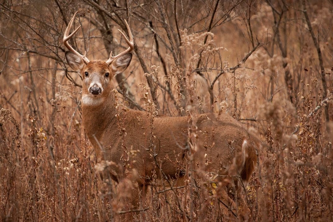 A Whitetail Buck During Rut, Keeping An Eye On His Doe! | Smithsonian Photo Contest-Whitetail Rut In Wisconsin