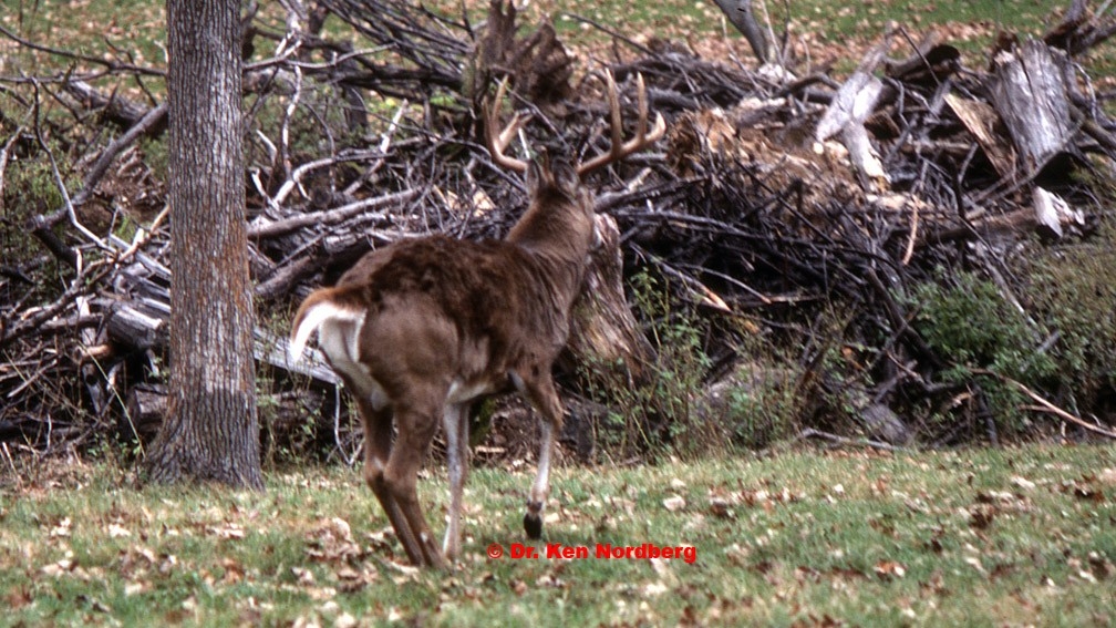 A Whitetail Buck’s Calendar For Fall &amp; Early Winter – Part V – Dr Nordberg On Deer Hunting-Deer Rut Mn 2021