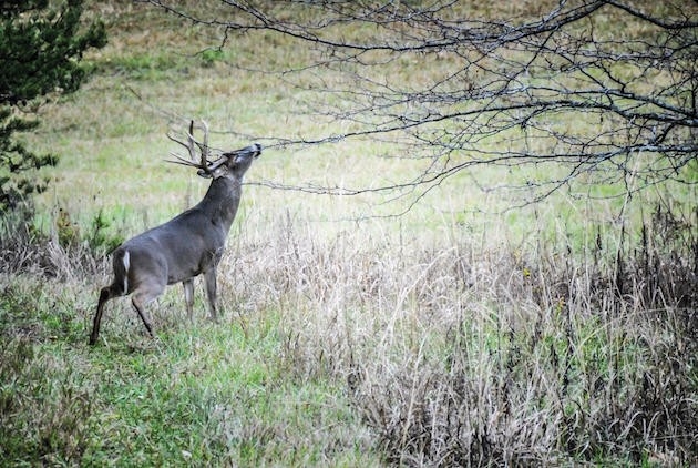 Alabama&#039;S Dirty Little Secret - Sporting Classics Daily-Louisiana Deer Rut Times