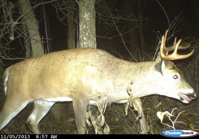 Analyzing Wisconsin Deer Registration Rules And Earn A Buck Changes-Deer Rut Predictions For Wi 2021