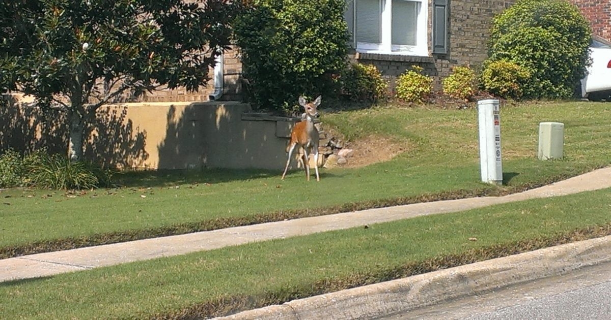 Another Town Planning To Hunt City-Dwelling Deer | Grand View Outdoors-When Trhe Rut In Wva