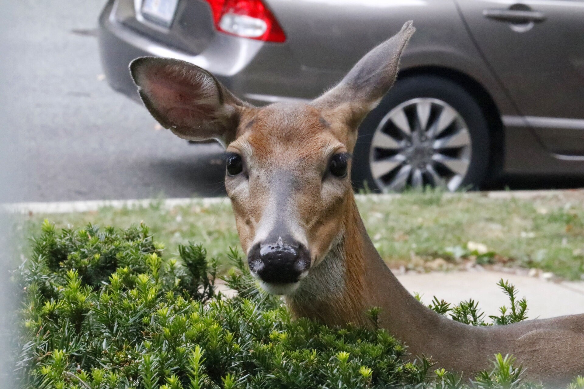 As Deer Enter Mating Season, Drivers Should Be More Aware Of Road | Wtop-Deer Rut Maryland 2021