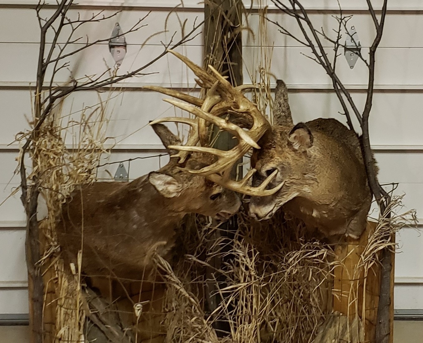 Big Deer | Big Deer Blog | Page 13-Whitetail Deer Rut In Indiana