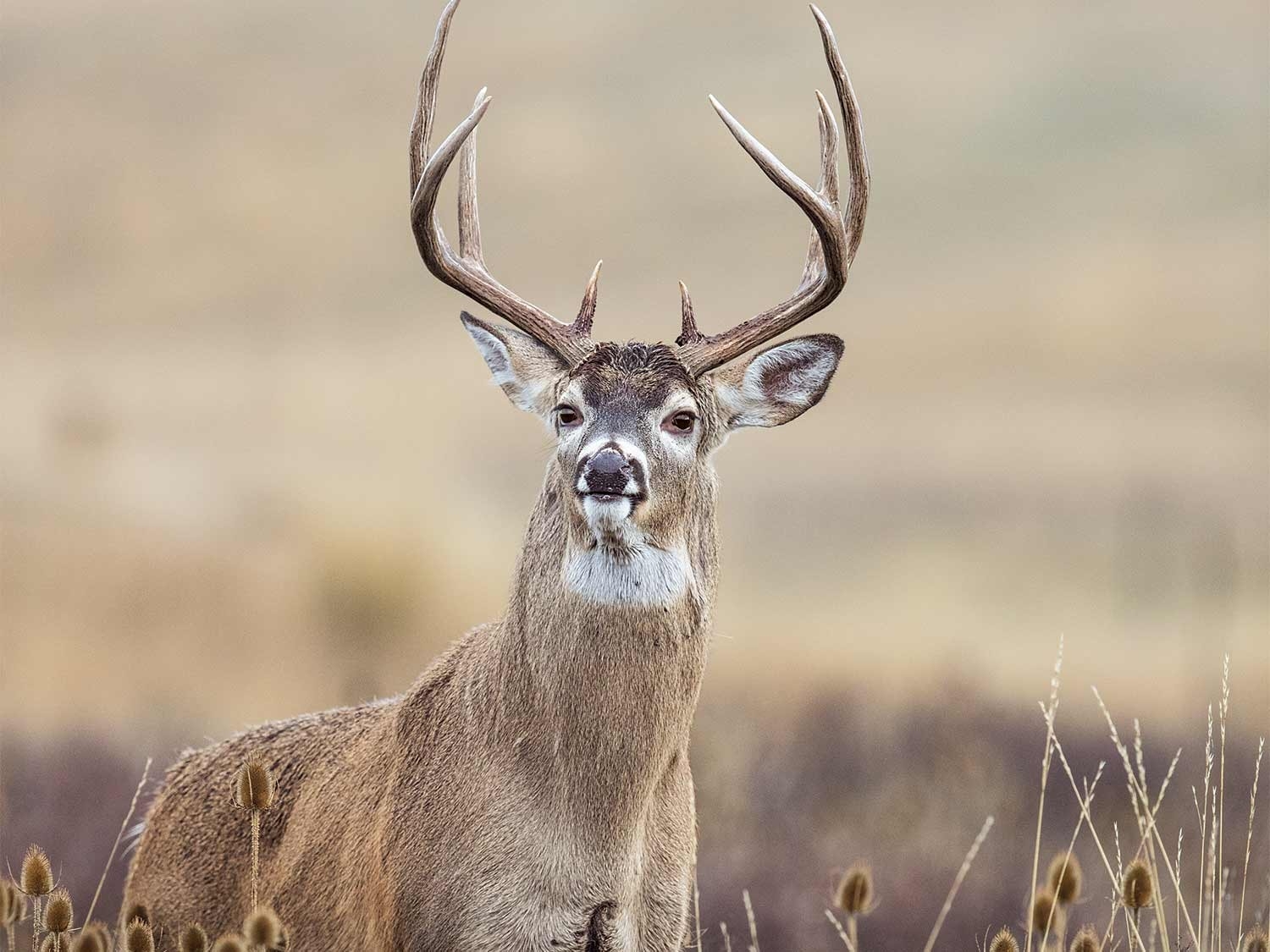 Catch Illinois Deer Rut Report 2020 | Calendar Printables Free Blank-2021 Whitetail Deer Rut Predictions