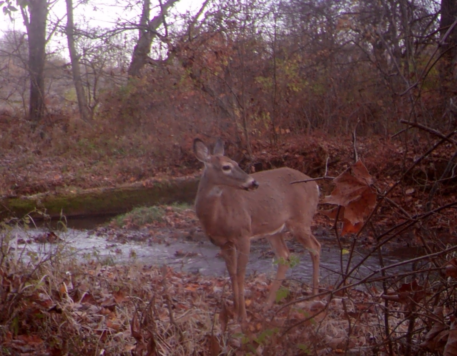 Central Pennsylvania Forestry: The Science Behind The Whitetail Rut-Whitetail Rut In Pa 2021