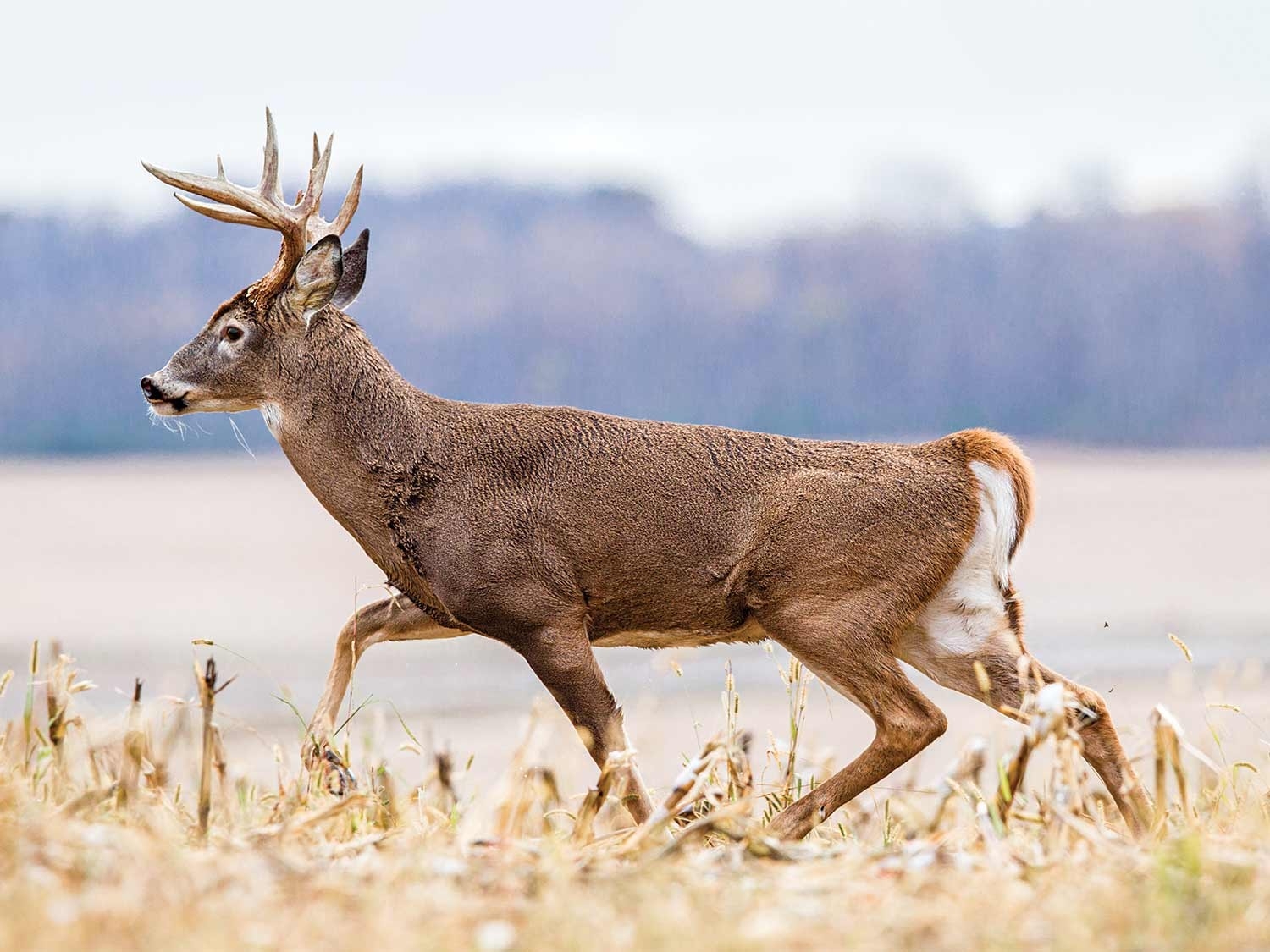 Collect 2020 Illinois Deer Rut Activity | Calendar Printables Free Blank-When Does Illinois Deer Rut Start