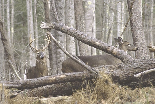 Deer Dynamics: Rut Hierarchy-Louisiana Deer Rut Times