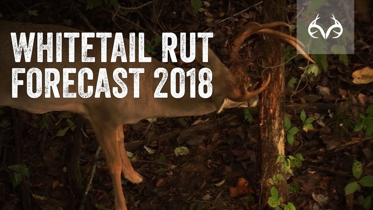 Deer Rut Forecast 2020 – Template Calendar Design-2021 Deer And Deer Hunting Rut Calendar