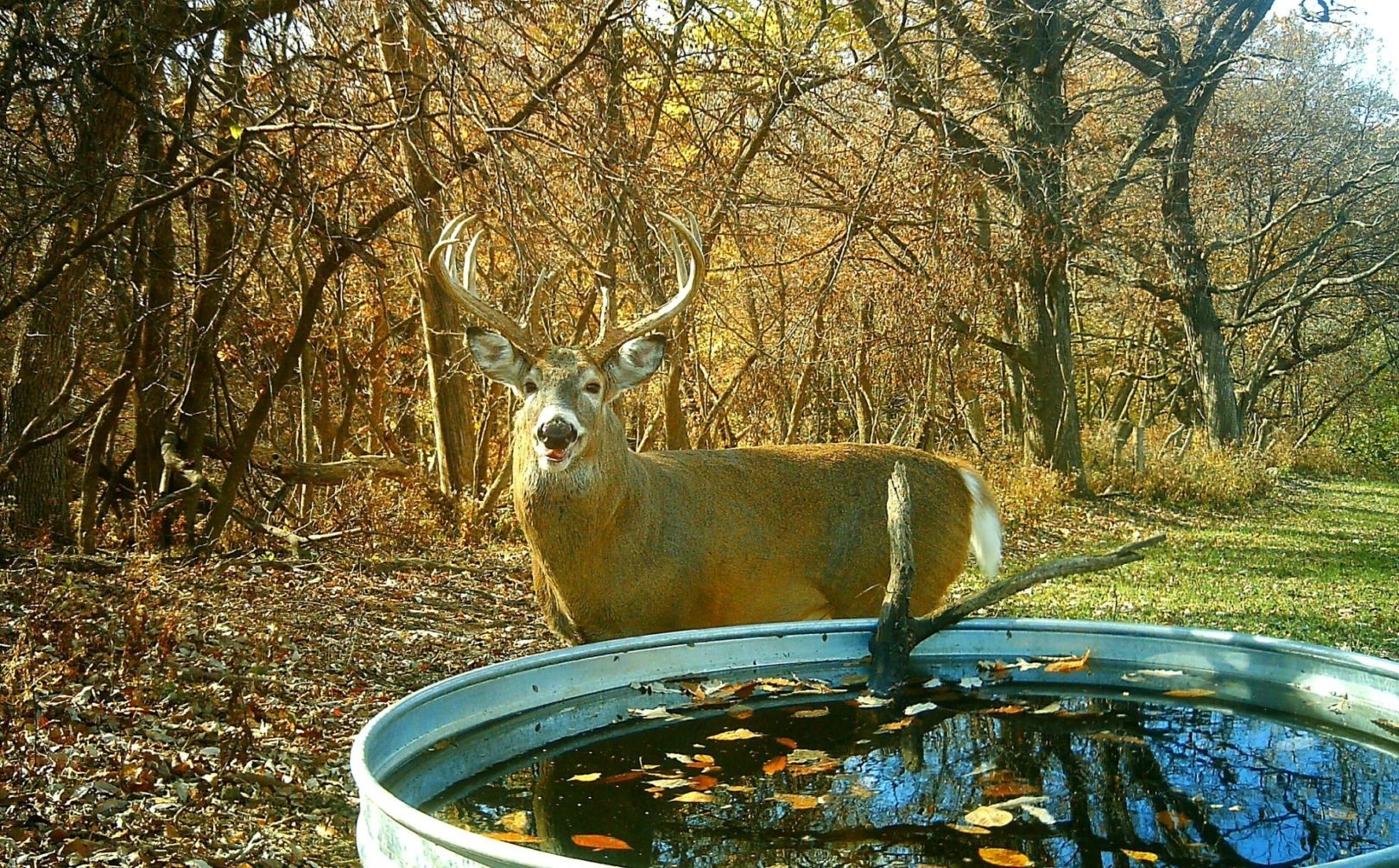 Deer Rut Predictions Illinois | Calendar Printable Free-Deer Rut Predicted Dates For 2021