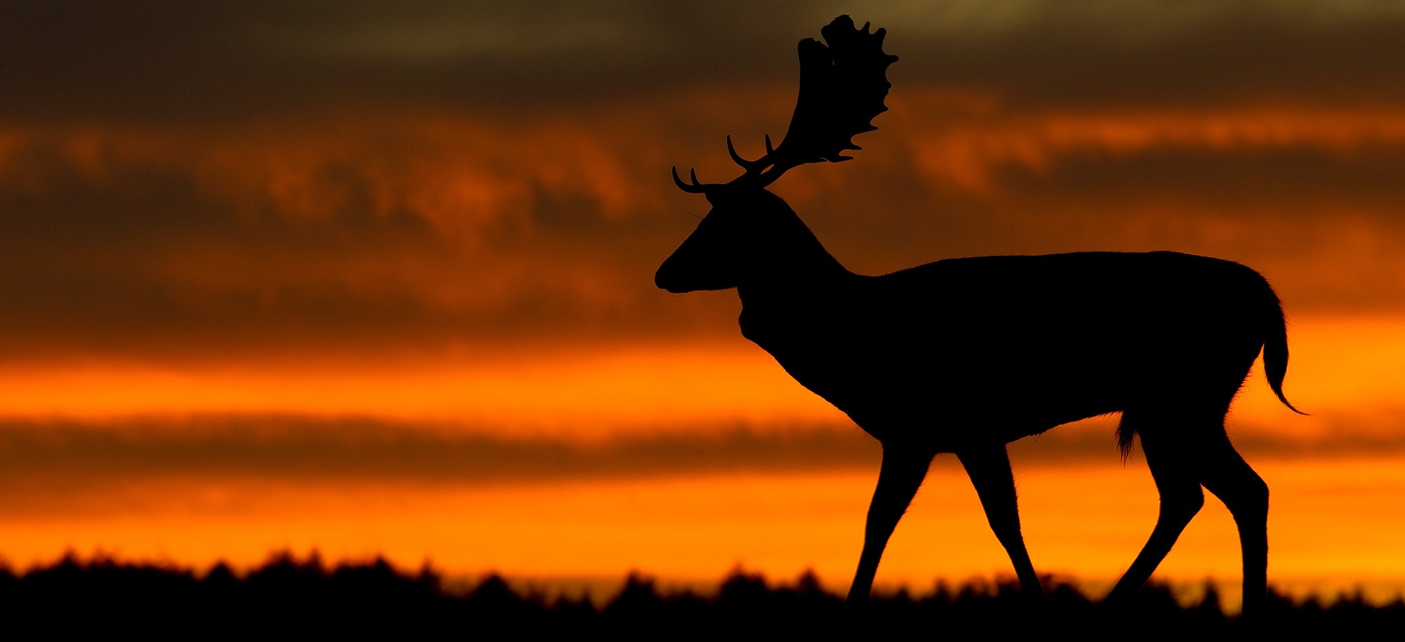 Deer Rut Special - Uk - 2021 - Natures Images-2021 Whitetail Rut Calendar