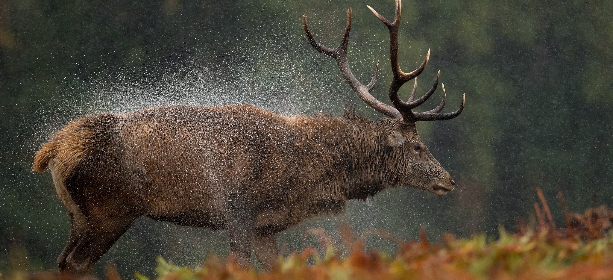 Deer Rut Special - Uk - 2021 - Natures Images-2021 Whitetail Rut Calendar