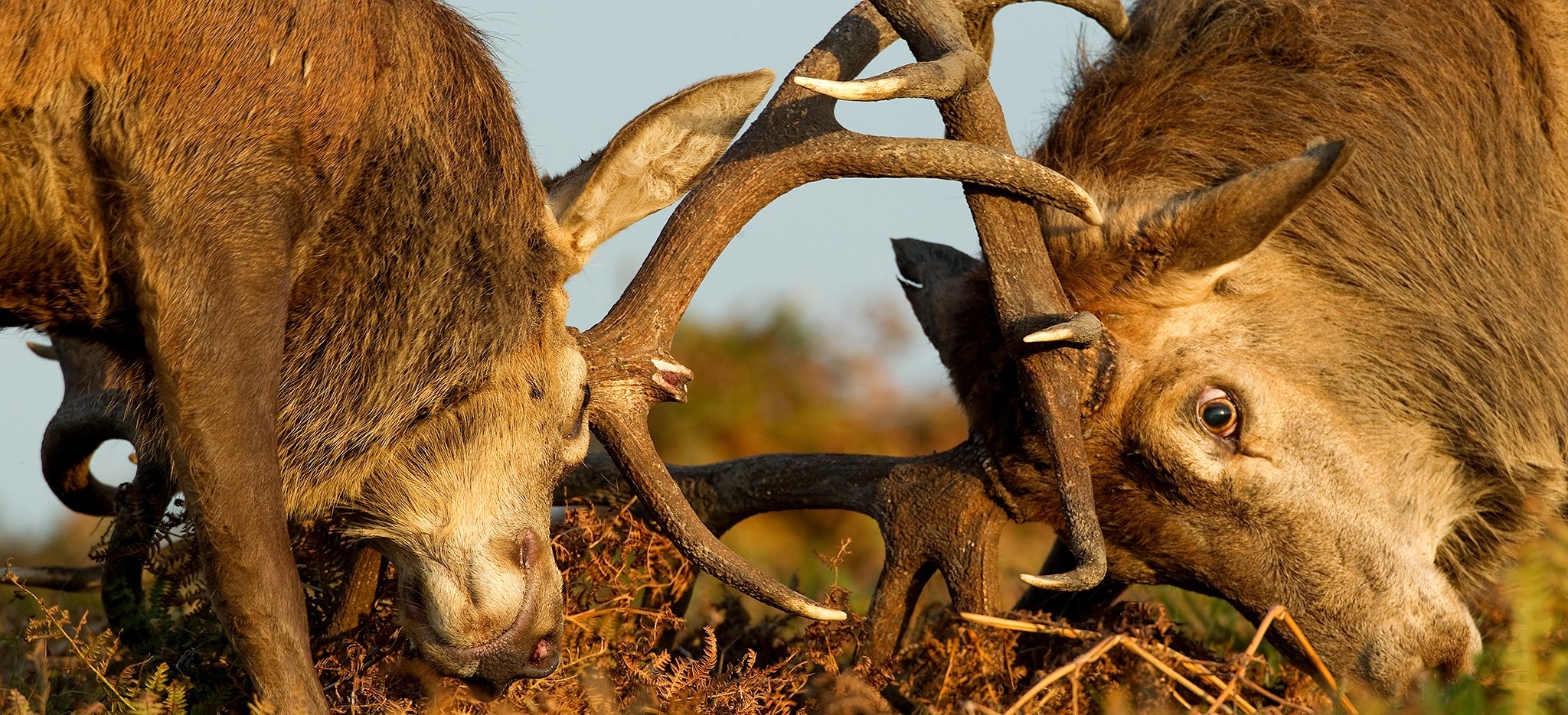 Deer Rut Special - Uk - 2021 - Natures Images-Whitetail Rut In Texas 2021