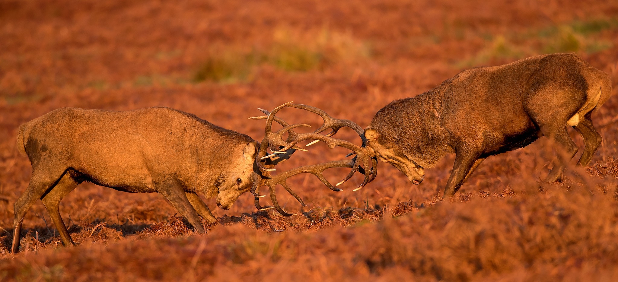 Deer Rut Special - Uk - 2021 - Natures Images-Whitetail Rut In Texas 2021