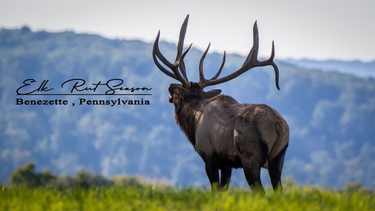 Elk Rut Season - Benezette, Pennsylvania - Youtube-2021 Rut Forecast For Pa