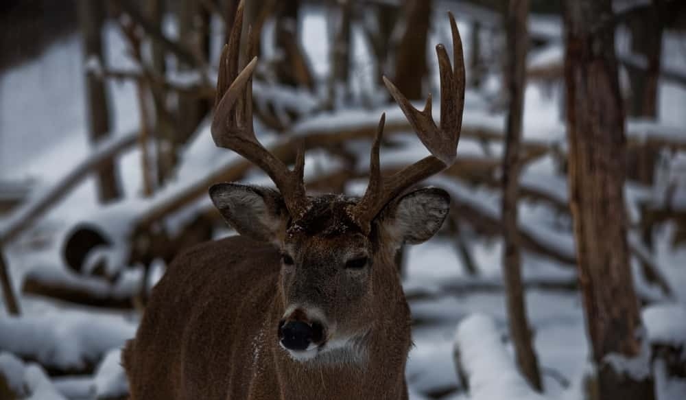 Everything You Need To Know About The Rut To Bag A Buck-Va Deer Rut 2021