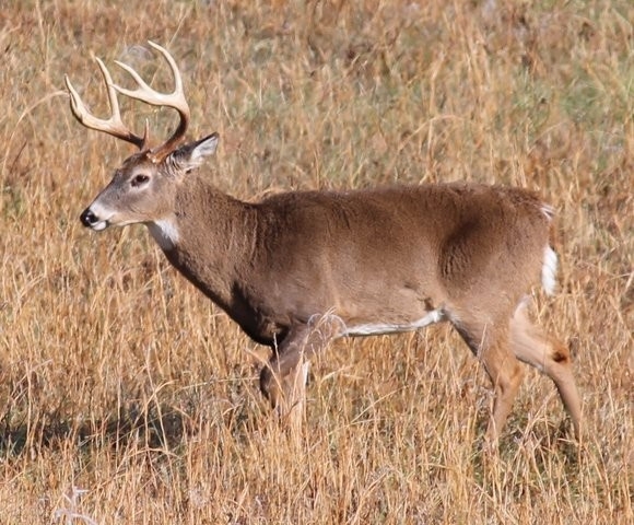 Firearms Deer Hunting Season Opens Oct. 19 - The Covington News-2021 Deer Rut Calendar In Kentucky