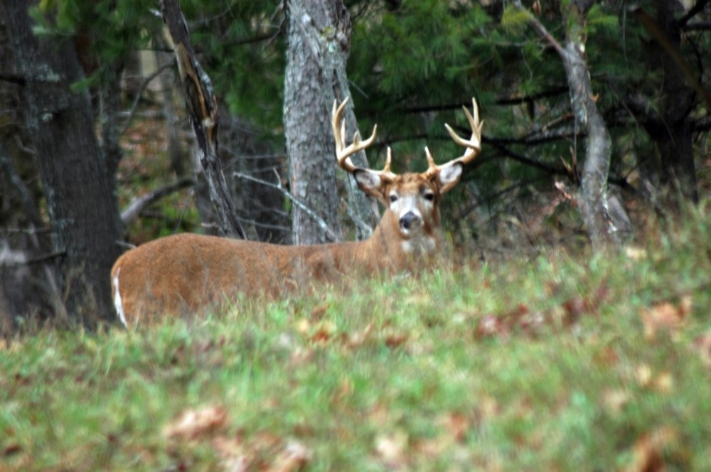 Guided Deer Hunting Wisconsin | High Fence Hunts Wi | Private Hunting-When Is The 2021 Deer Rut In Wi