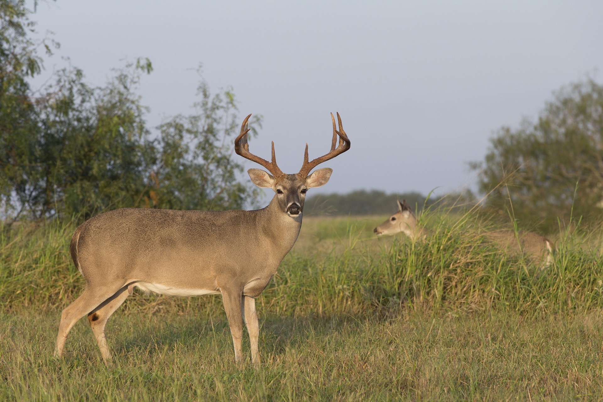 Hunters Prepare For Opening Day Of Deer Season. Agrilife Extension Wildlife Specialist Shares-Whitetail Rut In Texas 2021