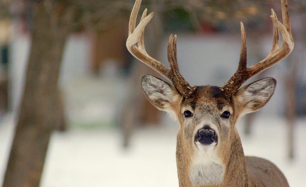 Hunting Deer Before, During &amp; After The Rut • Outdoor Canada-Louisiana Deer Rut Times