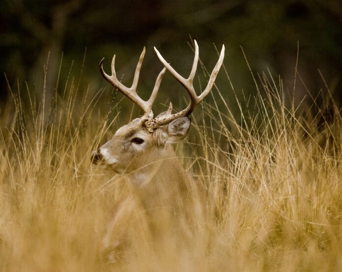 Hunting Season Dates Announced For 2020-2021 | The Cullman Tribune-Va Deer Rut 2021