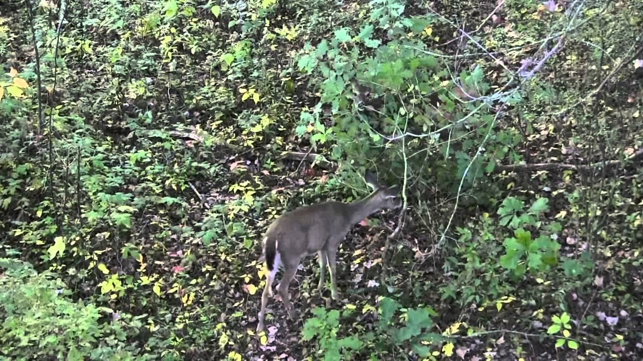 Indiana Deer Hunting 2013(2/3) - Youtube-Whitetail Deer Rut In Indiana