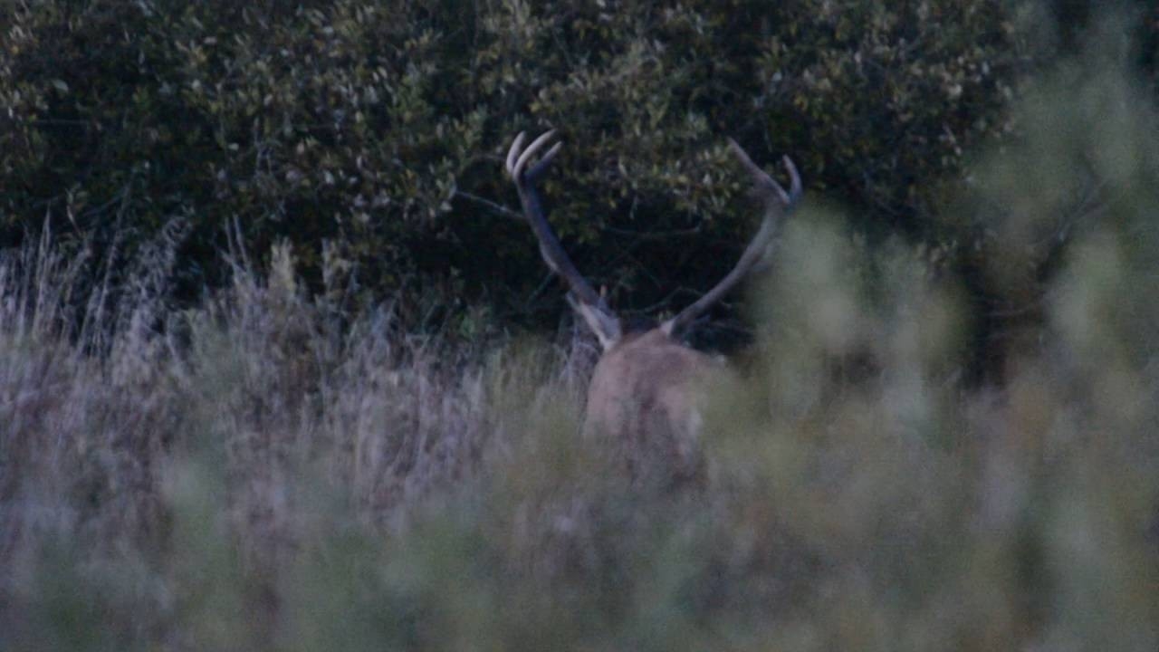Jeleń Byk Rykowisko 2016 - Youtube-Louisiana Deer Rut Times