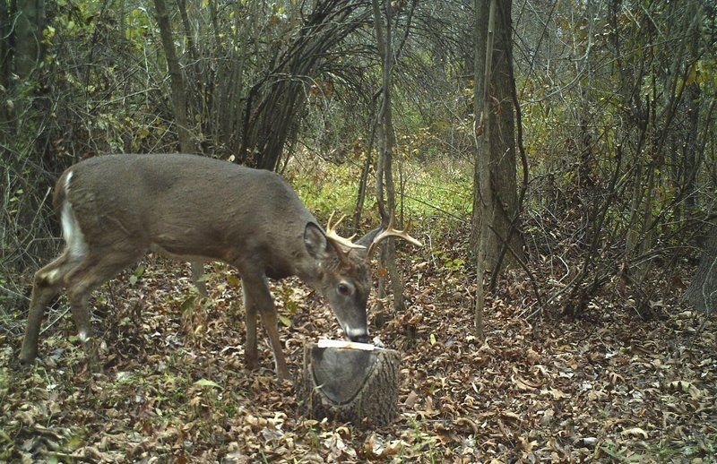 Locals Donate Deer Meat To Feed The Needy | Local News | Pharostribune-Whitetail Deer Rut In Indiana