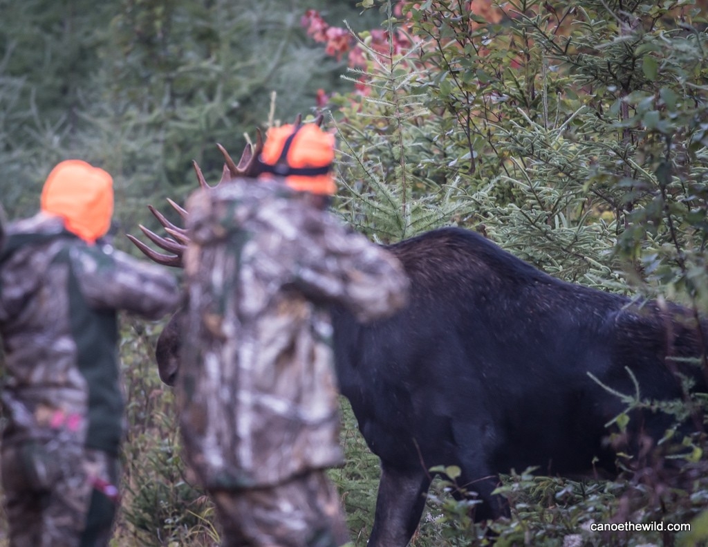 Maine Moose Hunt Peak Rut - Canoe The Wild-Dates For Indiana Deer Rut 2021