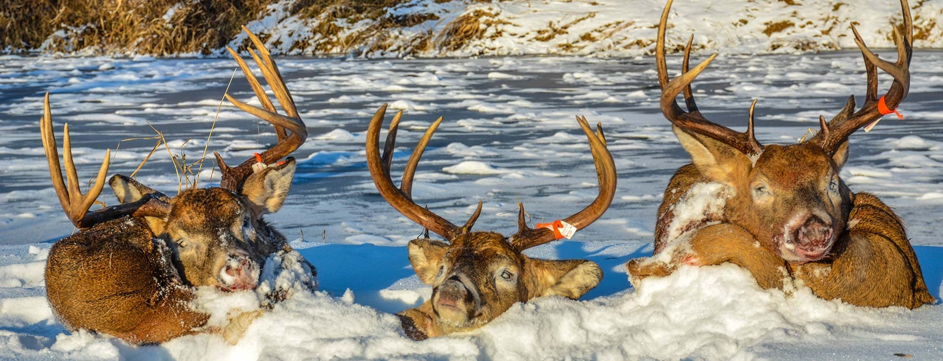 Manitoba Whitetail Hunting | Whitetail Hunts Manitoba Canada - Deer Hunting Outfitter-Huntining The Deer Rut In2021