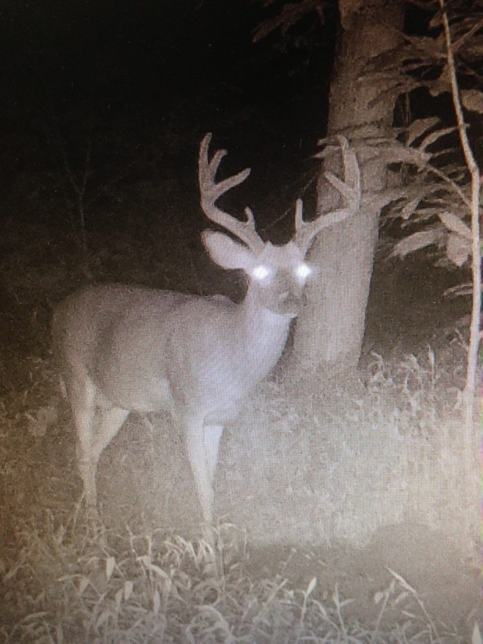 Maryland Bucks Whitetail Hunting-Deer Rut Maryland 2021