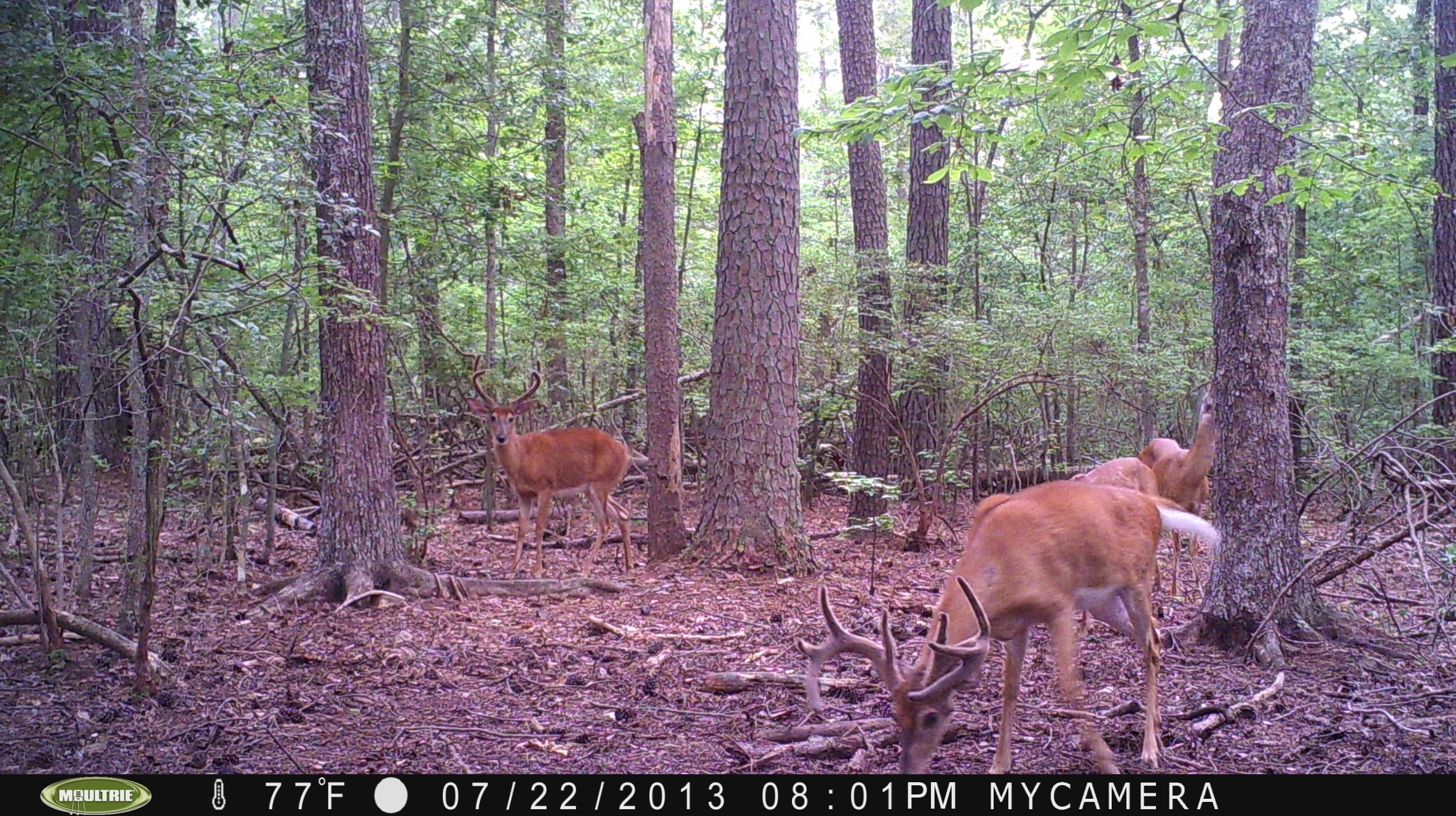 Maryland Deer Hunting - Maryland Huntography-Deer Rut Maryland 2021