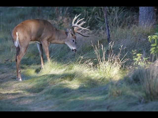 Massive Monster Whitetail Buck Deer. | Whitetail Deer Hunting, Whitetail Bucks, Whitetail Deer-Deer Rut Predictions For Wi 2021
