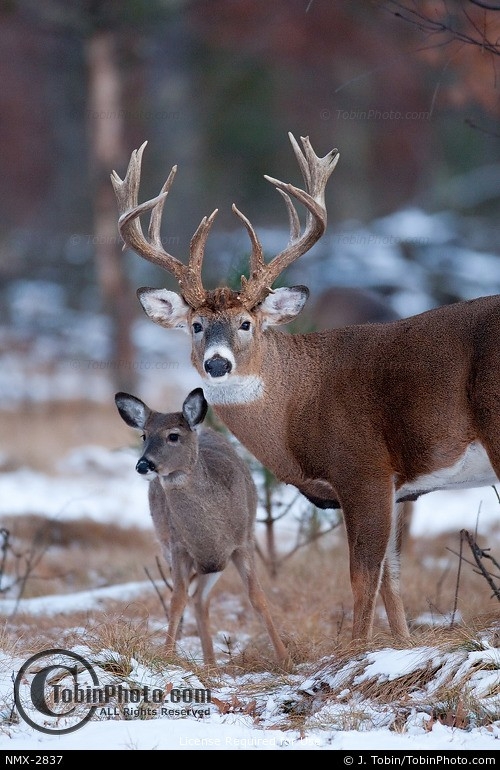 Monster Buck, Doe &amp; Snow - Big Buck Pictures Nmx-2837-Whitetail Deer Rut In Md